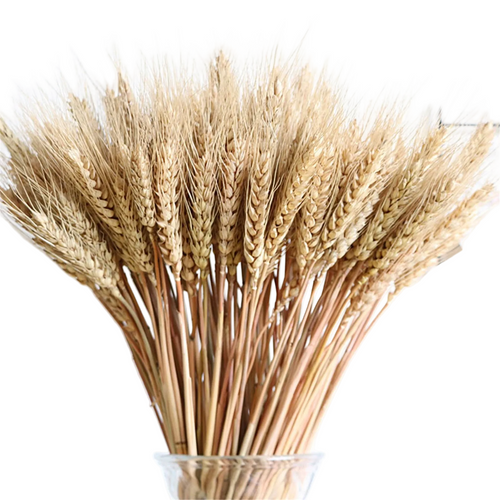 Vase Filler - Natural Wheat Ear Dried Flower Bundle - 100ps