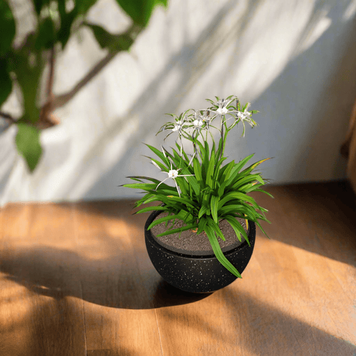 Black Indoor/Outdoor Fiberstone Clay Bowl 7in Planter - The Finishing Touch Decor