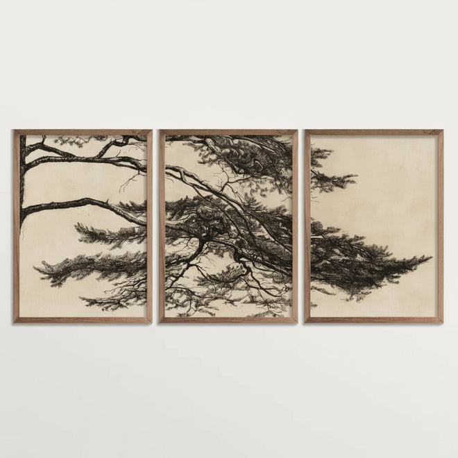 Three framed artworks of trees on a white wall