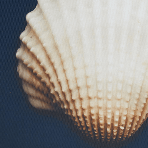 Beach Shell Dramatic Framed Canvas Wall Art Set of 4 - The Finishing Touch Decor