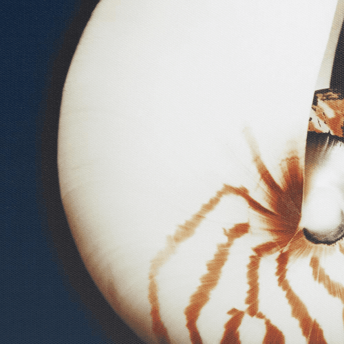 Beach Shell Dramatic Framed Canvas Wall Art Set of 4 - The Finishing Touch Decor