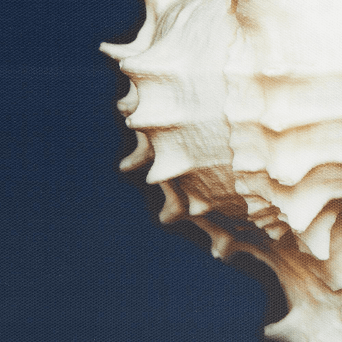 Beach Shell Dramatic Framed Canvas Wall Art Set of 4 - The Finishing Touch Decor