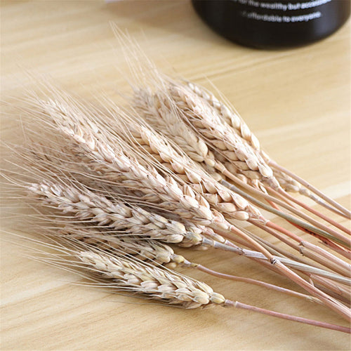 Vase Filler - Natural Wheat Ear Farmhouse Blooming Barley Dried Flower Bouquet - 100ps - The Finishing Touch Decor