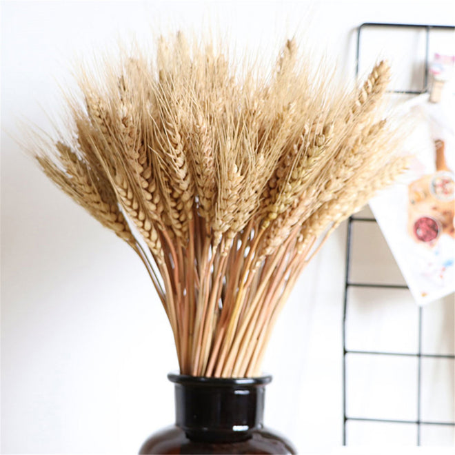Vase Filler - Natural Wheat Ear Farmhouse Blooming Barley Dried Flower Bouquet - 100ps - The Finishing Touch Decor